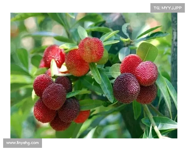 高地红石榴生长最佳土壤条件解析及土壤改良建议 高地红石榴生长最佳土壤条件解析及土壤改良建议